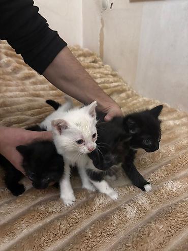 Pişiklər: Yaxşı əllərə — 3