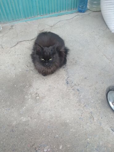 тигровый кот: Милый чёрный котик. Нижний базар, возле ветаптеки. Каракол. Его там