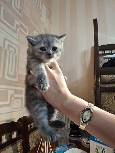 Pişiklər: Fars, Dişi, Ünvandan götürmə — 13