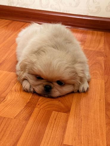 golden retriver it: Pekines, 2 ay, Erkək, Ünvandan götürmə — 2