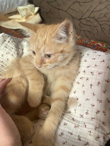 скотный двор: Кошка даром: Беспородная, 3 месяца, Девочка — 2