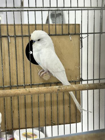 Tutuquşları: Təmiz qan ayağı üzüqlü qəydiyatlı altı balalı çexler cütlükler — 11