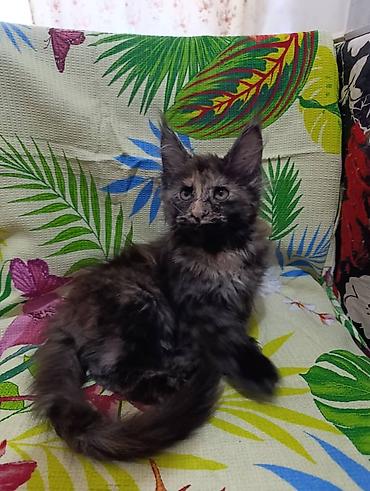 витамины для роста овец: Гиганты Кошачьего мира❤️ Мейн-Куны❤️❤️❤️Монопольный Мини питомник — 2