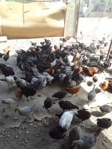 İtlər: Toyuq, Australorp, Ətlik