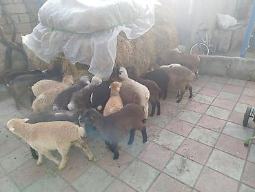 Quzu: Qoyun quzuları satılır – 22 quzudu kom 175 lə tek tek seçib götürən -da lalafo.az — 6 Quzu: Qoyun quzuları satılır – 22 quzudu kom 175 lə tek tek seçib götürən — 6