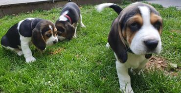 Cute and lovely male and female beagle puppies for sale, up to date