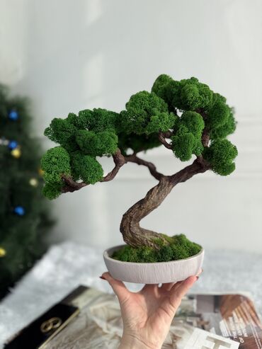 Декоративные цветы: В переводе с японского Бонсай означает «дерево, выращенное в блюде» at lalafo.kg — 60 Декоративные цветы: В переводе с японского Бонсай означает «дерево, выращенное в блюде» — 60