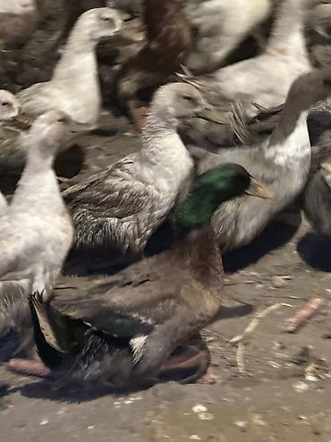 Птицы: Утки 72 головы все крупные — 7