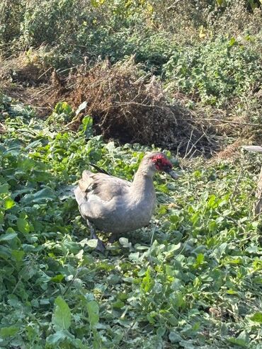 Pişiklər: Salam temiz lavanda ordeylerinin yumurtalari var hal hazirda satisda