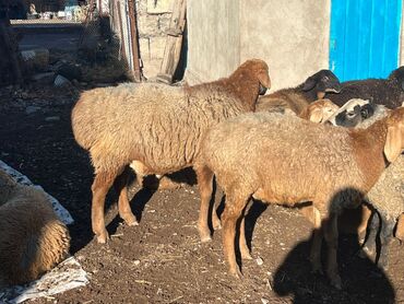 Бараны, овцы: Продаю | Овца (самка) | Для разведения | Племенные — 10