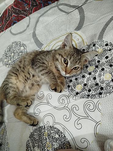 Продажа кошек: Котёнок домашний, короткошёрстный, тигровый окрас (табби). Большие — 1