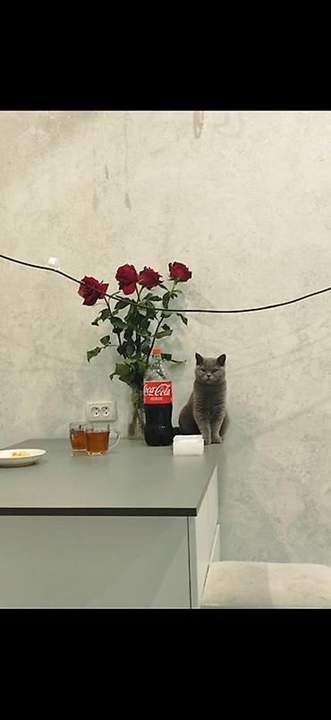 котенок британский: Британские короткошёрстные котята, окрас сплошной голубой (blue). - — 2
