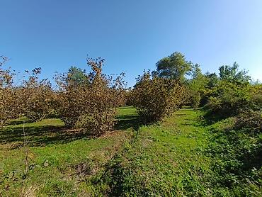 Torpaq sahələrinin satışı: Kənd təsərrüfatı — 1