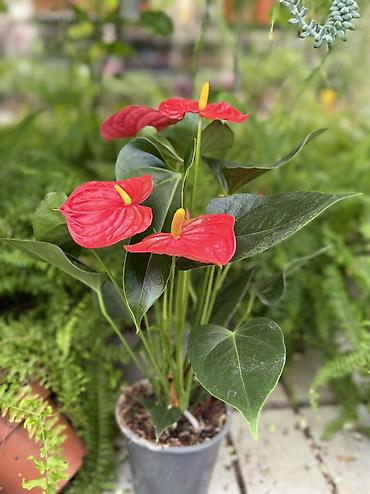ağ tülpan qiyməti: Anthurium 23azn. Hündürlük 40sm. Çatdırılma Dərnəgül metrodan-Nizami — 2