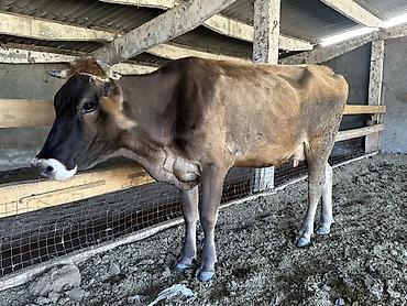 купить собаку кане корсо: Продаю | Корова (самка) | Для молока — 3