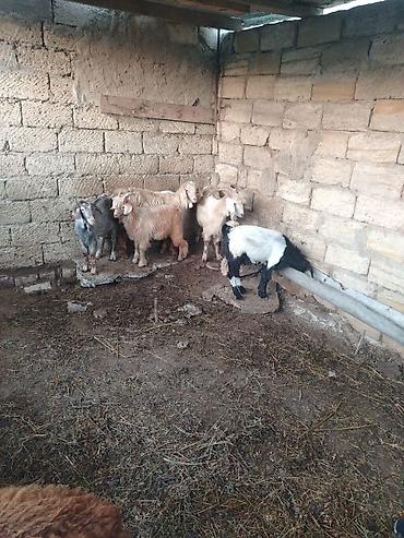 coban itlerin satisi: Salam. Cepiwder satilir 6denedi helepden donmadi erkeydilar — 2
