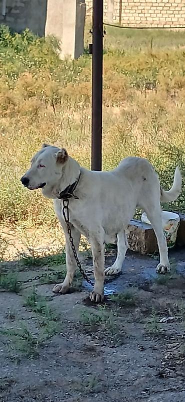 zvanok iti satilir: Alabay, 2 il, Dişi, Peyvəndli, Rayonlara çatdırılma — 4