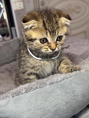 Pişiklər: Şotland — 6