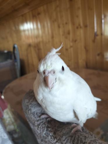 Tutuquşları: Növ: Nimfa tutuquşusu (Cockatiel), albino/lutino-ağ rəng Rəng: Tam ağ — 9