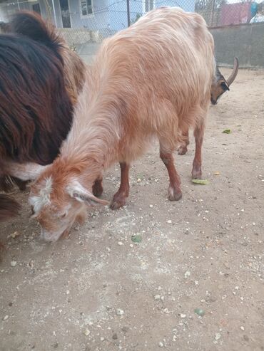 Keçi, çəpiş: Dişi, il: 1, 18 kq, Damazlıq — 9