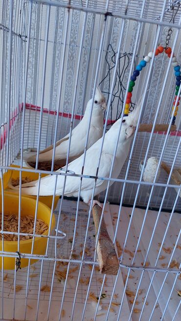 12 ayliq disi isteyen buyursun temiz qan albinos