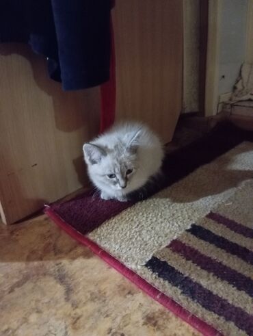кызылча алам: Мышык бекер берилет: Рэгдолл, 5 айлык, Ургаачы, Аргын