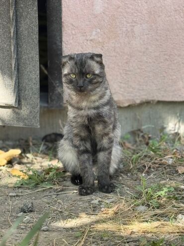 Отдам даром кошку: Кошка даром: Беспородная, Мальчик