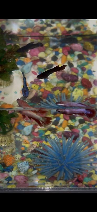 Рыбы: Бойцовые рыбки (Betta splendens) — разноцветные самцы и самки — 5
