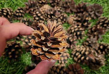 жылга сай арча бешик: 🌲Шишки — набор для декора, творчества Состав набора: - Натуральный — 7