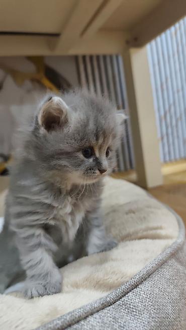 Pişiklər: Yaxşı əllərə — 1