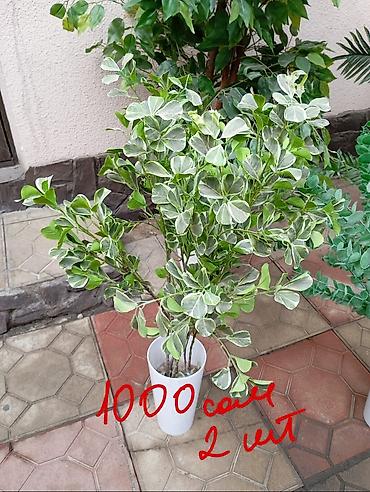 Декоративные цветы: Декоративные искусственные растения в кашпо 
горшки в комплекте — 5