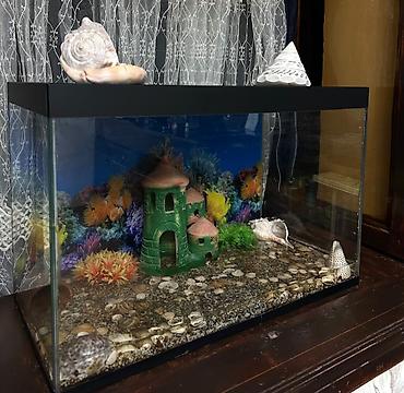 Akvarium aksesuar və ləvazimatları: Akvaryum 60/40/30 sm Qiymət:100azn Ünvan :20 -ci sahə Sifarişlərin — 1