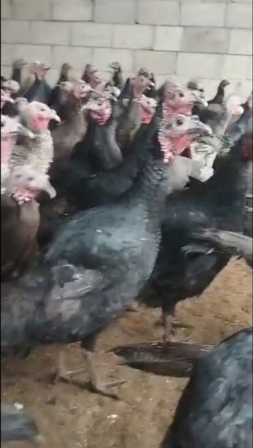 Индюки: Продаю | Индюшка (самка) | Северокавказская | Для разведения | Племенные at lalafo.kg — 10 Индюки: Продаю | Индюшка (самка) | Северокавказская | Для разведения | Племенные — 10