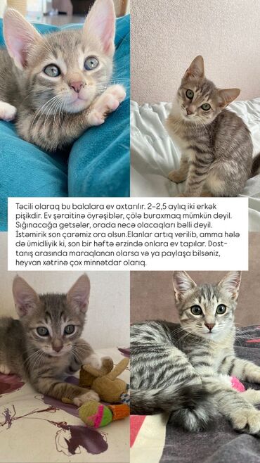 шотландские котята в добрые руки: Табби, Самец, В добрые руки