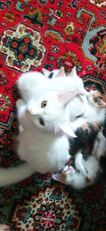 pişik qara: Van, Dişi, Yaxşı əllərə