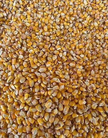 Продам кукурузу с поля at lalafo.kg Продам кукурузу с поля