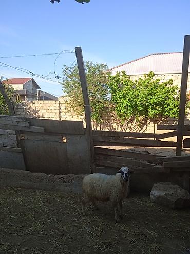 yetim quzu: Qurbanlığa yarayan Erkey quzu 240 manatdi — 1