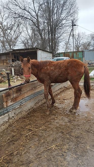 Другие животные: Тай сатылат жашы 1.жаш баасы 100.миң — 7