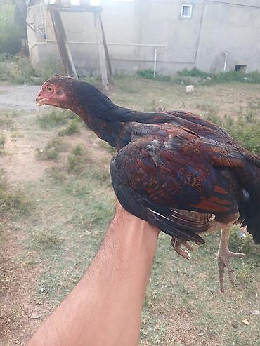 Xoruzlar: Məhsul: Cavan döyüş tipli xoruz (Asil/Hint tipli) Xüsusiyyətlər:35 — 2