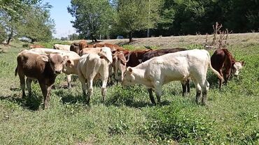 Коровы, быки: Породистый торпоктор сатылат
