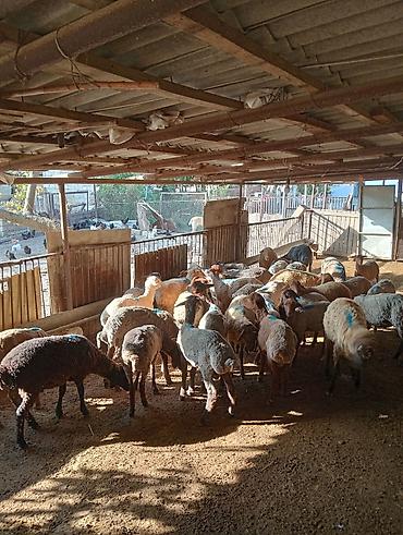 24 erkək 7 dişi kom 31 baş toğlu satılır lalafo.az -da 24 erkək 7 dişi kom 31 baş toğlu satılır