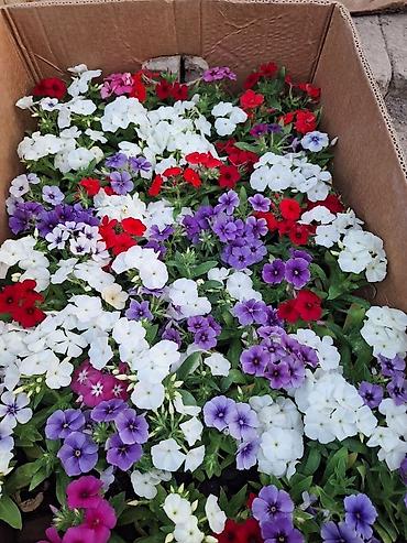 Другие садовые цветы и кустарники: Только оптом.По штучно не звонить.Рассада однолетних цветов для клумб — 1