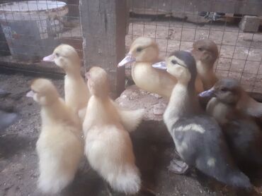 Ördəklər: Lavanda balaları – ördək cücələri Məhsul təsviri: - Şəkillərdə olan — 5