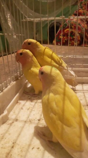 Птицы: Попугаи волнистые at lalafo.kg — 2 Птицы: Попугаи волнистые — 2