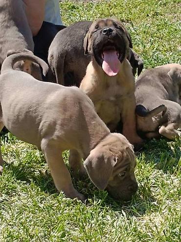 Psi: Kane Korso štenci Odgajivačnica Cane Corso Kennel Heavenly Kingdom FCI na lalafo.rs — 7 Psi: Kane Korso štenci Odgajivačnica Cane Corso Kennel Heavenly Kingdom FCI — 7