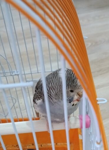 дом животных: Волнистый попугай вместе с клеткой. Отдам бесплатно в добрые руки