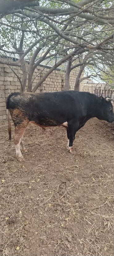 Inəklər, öküzlər: Məhsul: Qara rəngdə, qısahornlu erkək mal (öküz/buğa) Xüsusiyyətlər -da lalafo.az — 4 Inəklər, öküzlər: Məhsul: Qara rəngdə, qısahornlu erkək mal (öküz/buğa) Xüsusiyyətlər — 4