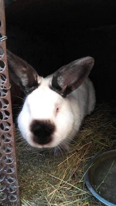 Декоративные кролики: Кролики — 15