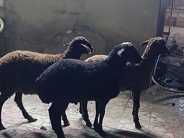 bakida it barinagi: Qoyunlar – yerli cins - Şəkillərdə 3 baş qoyun görünür: qara yunlu — 2
