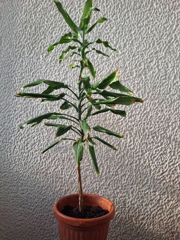 seme: Dracena Golden Coast, Drvo Zivota, 130 centimetara, velika biljka